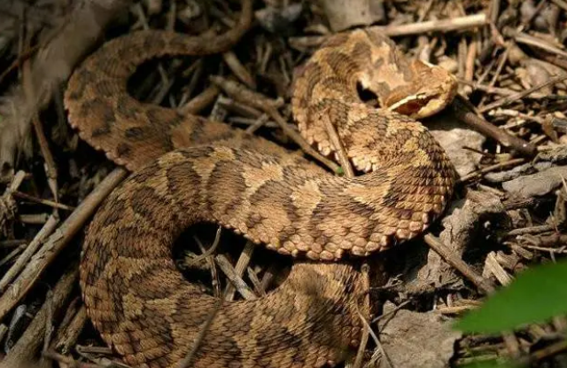 土地婆蛇是什么蛇