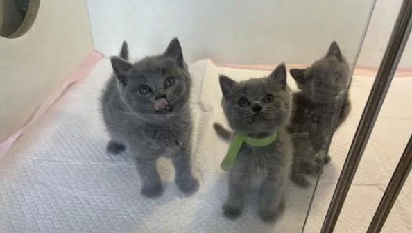 蓝猫配什么猫值钱