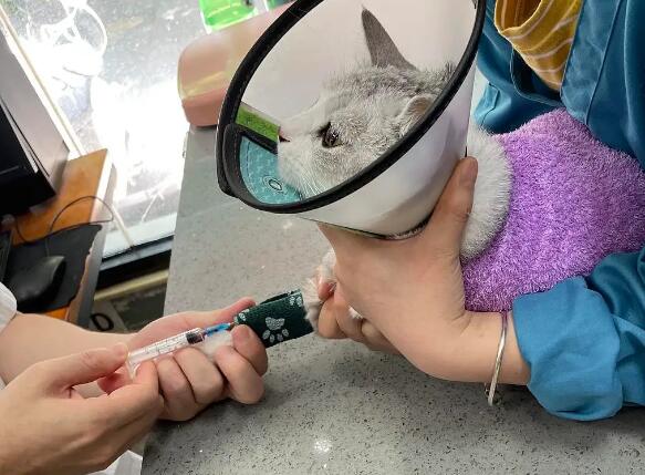 猫咪绝育为什么要有留置针呢 猫咪绝育为什么要有留置针呢