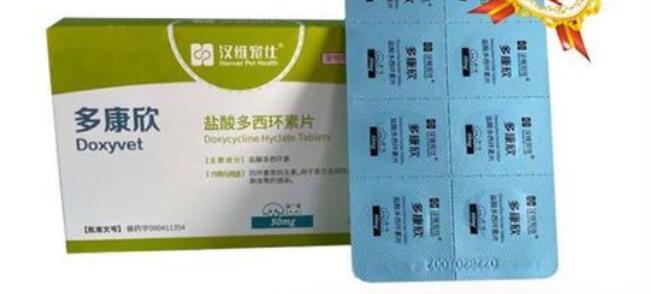猫上呼吸道综合征怎么办？多康欣来帮您