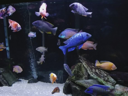 三湖慈鲷鱼粮推荐 三湖慈鲷鱼粮推荐
