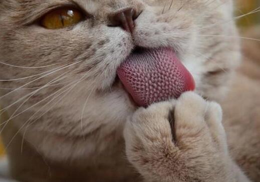 猫咪为什么舔血 猫咪为什么舔血