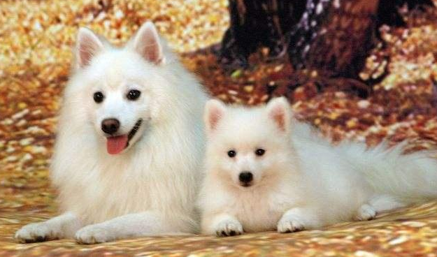 适合女生养的中型犬既忠诚又不麻烦