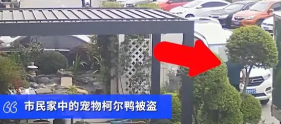上海警方高效救下市民宠物鸭,嫌犯因盗窃被拘留 上海警方高效救下市民宠物鸭,嫌犯因盗窃被拘留
