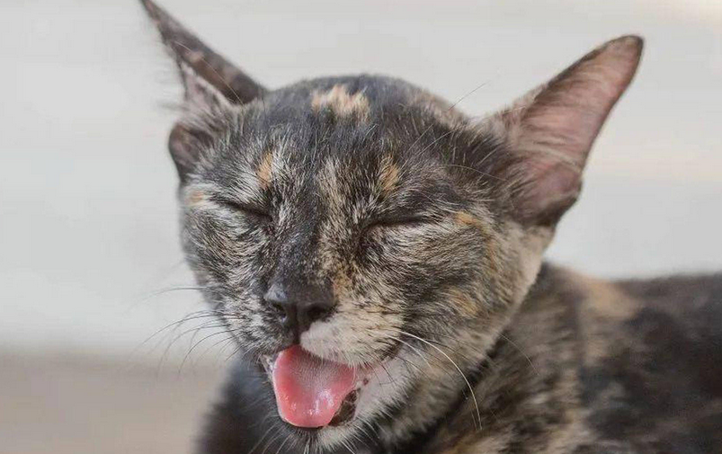 猫咪配种身体肿是为什么呢