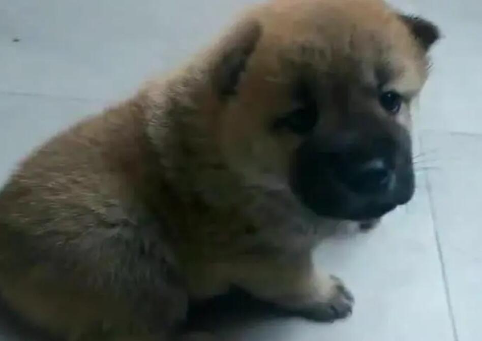 狗狗为什么哼哼唧唧的叫
