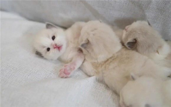 小奶猫多久尿一次正常？一文给你解答