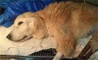 狗狗断气前的征兆
