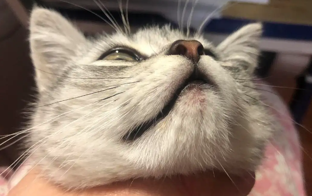 猫咪为什么得猫藓呢