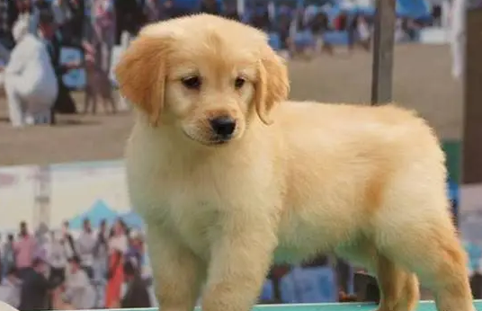 金毛犬一生认几个主人
