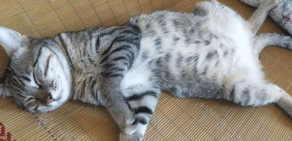 给狸花猫做绝育注意什么？来看看？