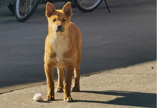 土狗狼嚎对主人不吉利吗?快来瞧瞧! 土狗狼嚎对主人不吉利吗?快来瞧瞧!
