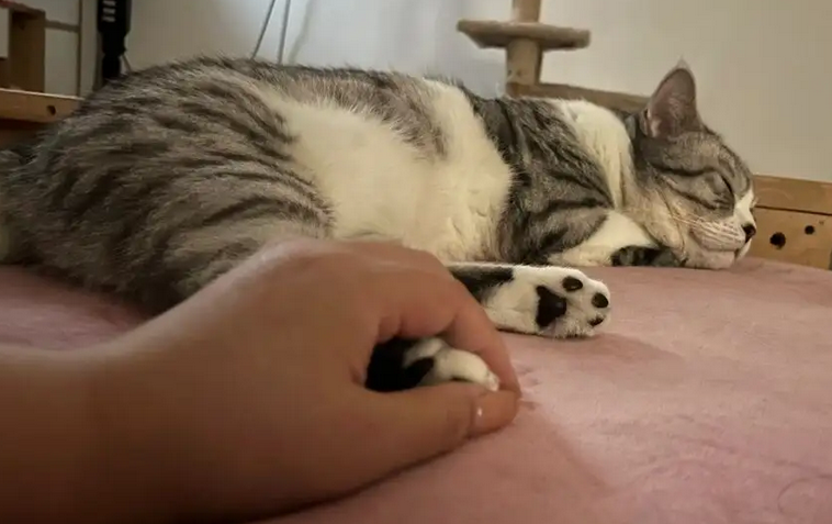 猫临死前的抽搐期