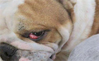 狗狗眼球有红血丝是怎么回事