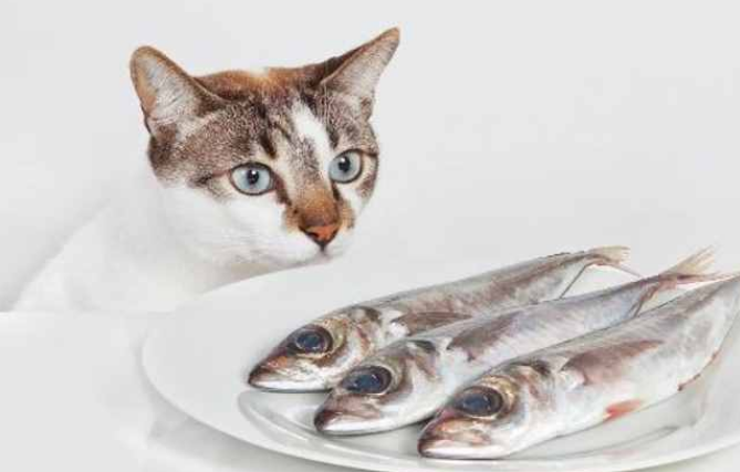 猫咪为什么喜欢吃鱼肉