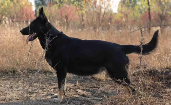 东德牧羊犬怎么看纯不纯