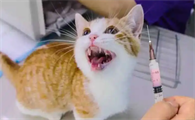 猫打疫苗一共打几针多少钱