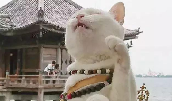 京都“猫猫寺”狂吸粉大喵,信徒超虔诚! 京都“猫猫寺”狂吸粉大喵,信徒超虔诚!