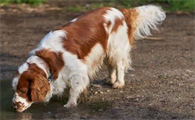 威尔士跳猎犬得了犬瘟如何治疗？来了解下吧