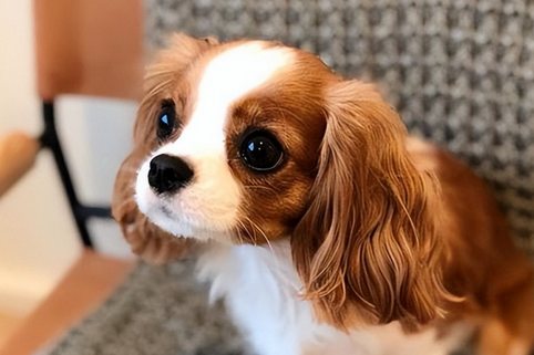 查理王小猎犬结合的缺点