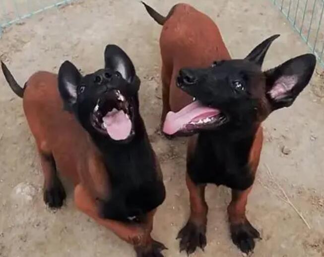 一个月的小马犬怎么训练视频 一个月的小马犬怎么训练视频