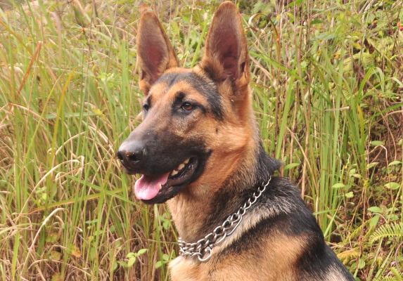昆明犬发烧怎么办？宠主来get下吧