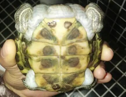 乌龟四肢窝胀气