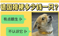 德国猎梗多少钱一只？小众的梗犬战士来了