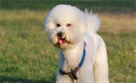 博洛尼亚比熊犬一天吃几顿？