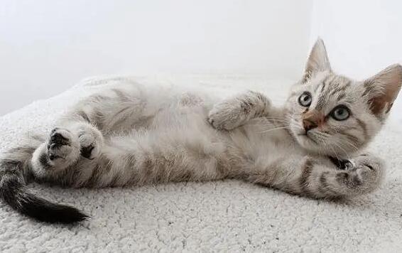 猫咪为什么那么爱打滚呢 猫咪为什么那么爱打滚呢