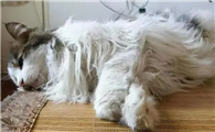 宠物猫为什么会死