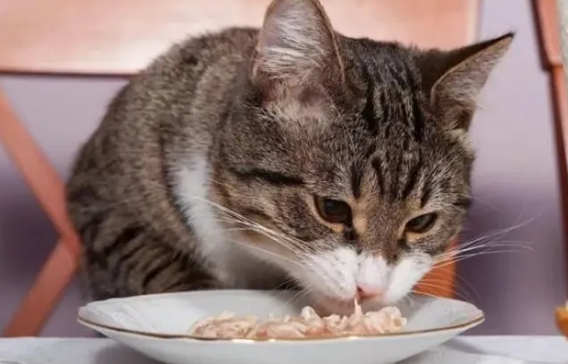 不给猫吃饭会求主人吗