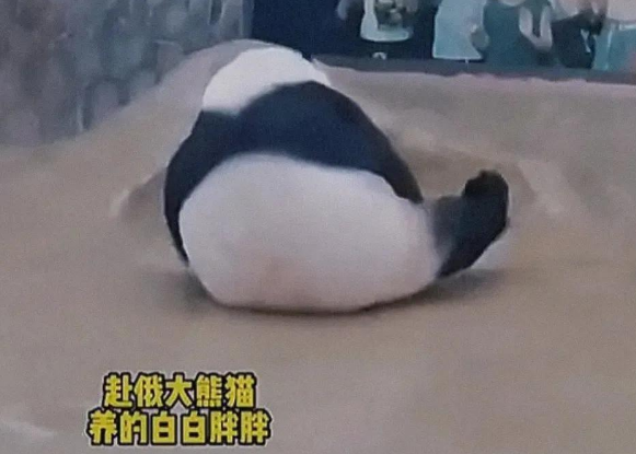“丫丫”真的在美国受到了虐待吗？