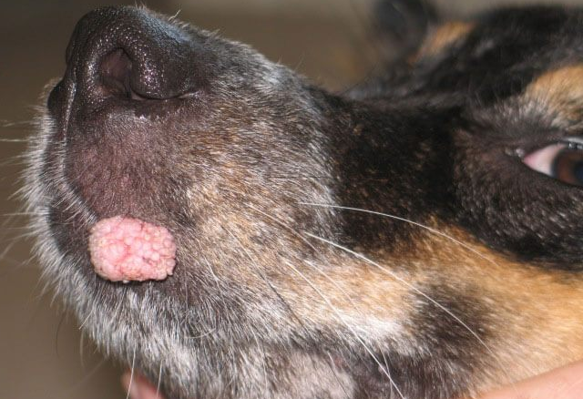 狗狗身上长菜花瘤