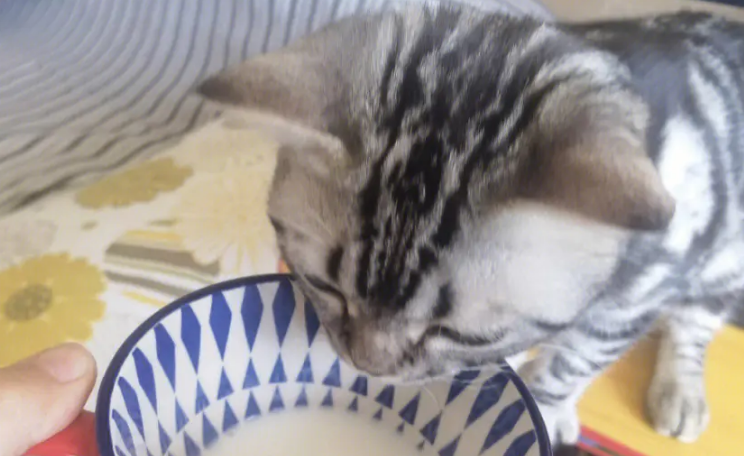 猫能吃老酸奶吗 猫能吃老酸奶吗