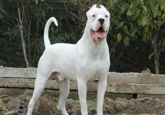 杜高犬皮肤过敏怎么办?怎么才能治好过敏? 杜高犬皮肤过敏怎么办?怎么才能治好过敏?