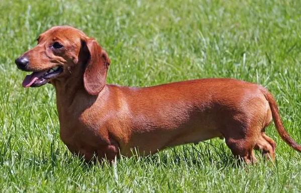 长毛腊肠犬的优点和缺点 长毛腊肠犬的优点和缺点