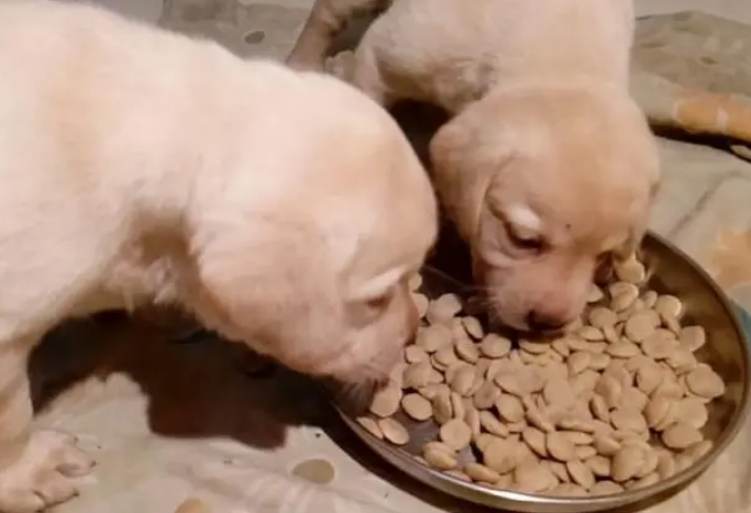 两个月幼犬一顿20颗可以吗
