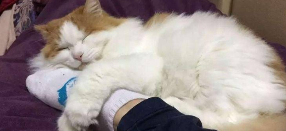 猫咪为什么喜欢脱袜子睡觉