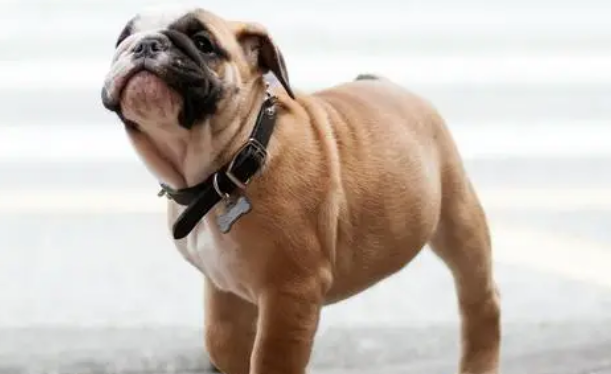 英国斗牛犬夏天中暑怎么办?预防治疗方法是? 英国斗牛犬夏天中暑怎么办?预防治疗方法是?