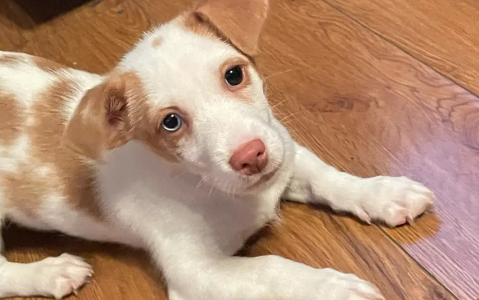 狗狗几个月开始认主人? 狗狗几个月开始认主人?