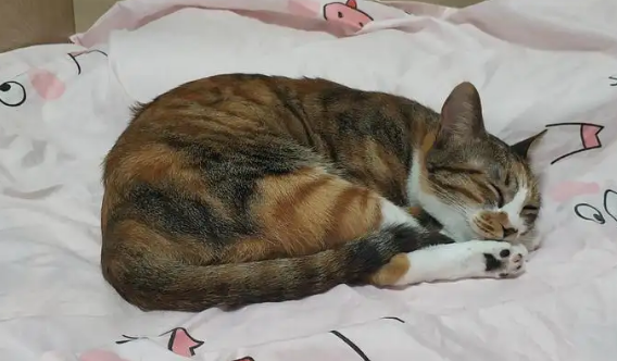 猫咪睡觉时候无意识拉屎