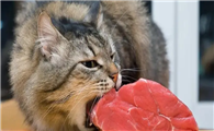 猫咪能吃的食物有哪些