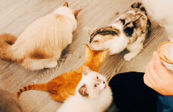 猫偷喝了我的牛奶我还能喝吗? 猫偷喝了我的牛奶我还能喝吗?