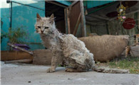 遇见流浪猫，可以喂些人吃的什么东西呢？