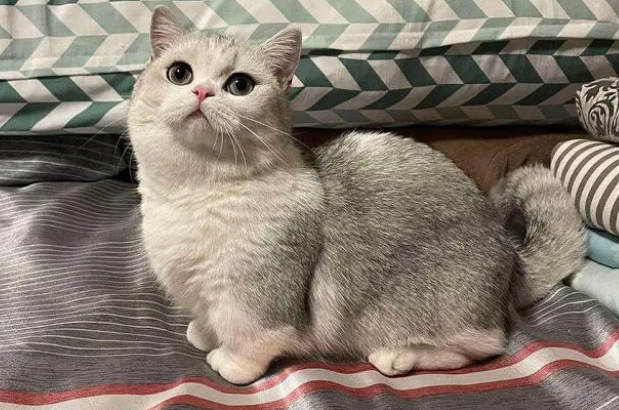 黑色矮脚猫多少钱一只 黑色矮脚猫多少钱一只