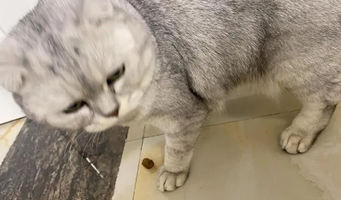 猫咪走着走着就拉了一粒