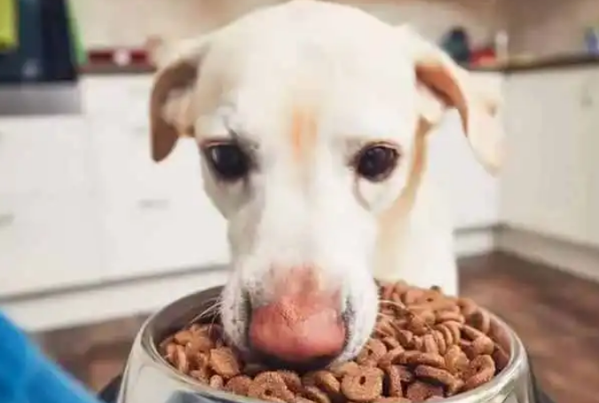 老龄犬狗粮如何选购好