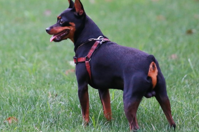 迷你杜宾犬聪明吗