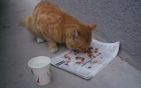 流浪猫带回家要做什么检查,你了解多少? 流浪猫带回家要做什么检查,你了解多少?